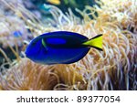 A Power Blue Surgeonfish on coral background (appears in Finding Nemo Pixar cartoon as Dory)