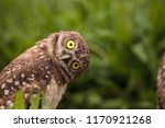 Funny Burrowing Owl Athene...