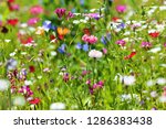 Flower Meadow In Summer With...
