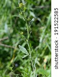 Small photo of Sisymbrium officinale, hedge mustard