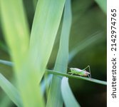 Grasshopper Cricket On A Leaf...