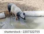 Small photo of Swabian-Hall swine, a breed of domestic pig, in the wallow