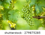 Grapes (Vitis vinifera)