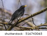 Blackbird  Turdus Merula 