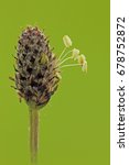 Small photo of Ribgrass (Plantago lanceolata)