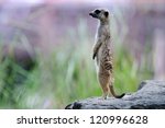 Meerkat Standing On The Stone