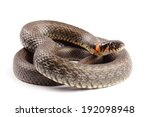 Grass Snake  Natrix Natrix ...