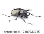 Small photo of Male of the Atlas beetle (Chalcosoma atlas) isolated on white background