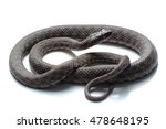 dice snake  natrix tessellata ... | Shutterstock . vector #478648195