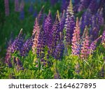 Flowers Of Lupine On The Meadow ...