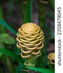 Small photo of Plant is known in the West by the common name "beehive ginger", due to its unusual inflorescences which resemble a skep beehive. It is also referred to by names "Ginger wort" or "Malaysian ginger"