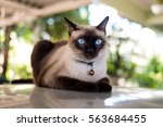 Siamese Cat Resting On  The...