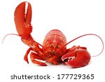 Hello Lobster Isolated On White ...