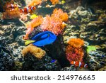 Tropical Fish   Clownfish And...