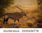 South African Oryx Walking In...
