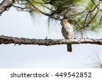 Extremely rare Mauritian Kestrel (Falco punctatus), perched on a horizontal pine tree branch, facing the camera. Photographed against a slightly cloudy blue sky.