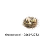 Eggs Wild Nest   Isolated  ...