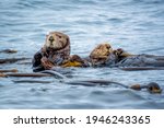 Sea Otters In The Ocean In...