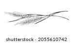 wheat or barley plant ears for... | Shutterstock .eps vector #2055610742