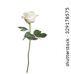Single beautiful white rose...