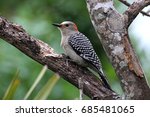 Female Red Bellied Woodpecker ...