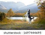 Beautiful dog in a Beautiful mountain landscape. Siberian Husky on the background of mountains