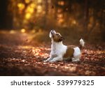 Jack Russell Terrier In The...