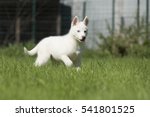 Siberian Husky Puppy In The...