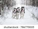 Three Of Siberian Husky Dog...