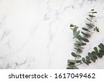 Branches of eucalyptus leaves on a marble background. Lay flat