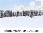 Spruce forest in winter.