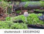 Small photo of Lesser felt ink fungus, Coprinellus xanthothrix, in focus on dead branch with mosses against blurred foreground and background