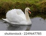 Small photo of Close up of a Mute Swan, Cygnus olor, with swollen wings, swimming in a ditch with beautiful white feathers and black nasal protuberance with orange beak