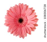 Pink Daisy Flower Isolated On...