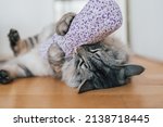 Small photo of Domestic gray fluffy cat plays and enjoys fabric bag with valerian. Stimulation of movement and activity for domestic cats. Valerian for the cat: plant intoxication for house tigers