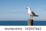 Seagull Standing On A Wooden...