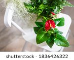 House Plant Red Anthurium In A...