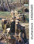 Small photo of many trees in the forest were recut. maintenance of the forest