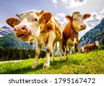 nice cows at the eng alm in austria