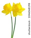 Beautiful Narcissus  Narzissen  ...