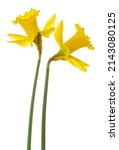 Two Yellow Narcissus  Daffodil  ...