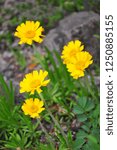 Small photo of Plains yellow daisy (Tetraneuris scaposa)