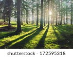 Larch Forest With Sunlight And...