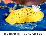 Small photo of A yellow aeolid nudibranch crawls across a blue rock surface on a reef in California. Many nudibranchs have gills that look like a floral bloom like the white gills shown on the animal's posterior.