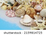 Tropical Seashells And Many...