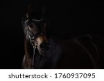 Horse Black Portraits In The...