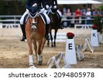 Small photo of Dressage horse Hafflinger portraits from the front on the hoofbeat at compass point E, another horse out of focus in the background.