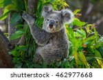 A Cute Of Koala.