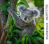 A Cute Of Koala.