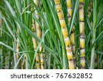 Sugarcane, agriculture economy.